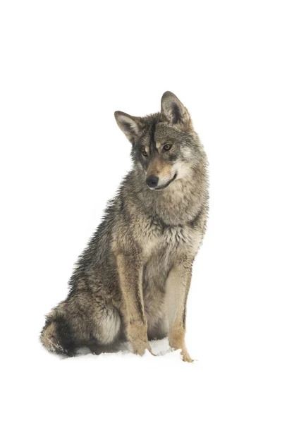 Grijze Wolf Canis Lupus Geïsoleerd Sneeuw Een Witte Achtergrond — Stockfoto