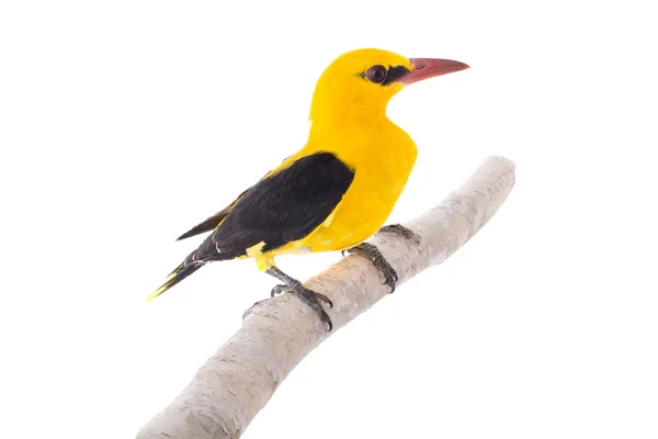 Eurasian Golden Oriole Oriolus Oriolus Isolated White Background — Stock Photo, Image