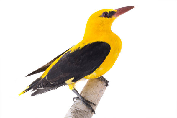 Любопытный Евразийский золотой ориол (Oriolus oriolus) выделен на белом фоне
