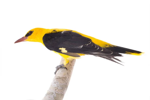 Curious Eurasian Golden Oriole Oriolus Oriolus Isolated White Background — Stock Photo, Image