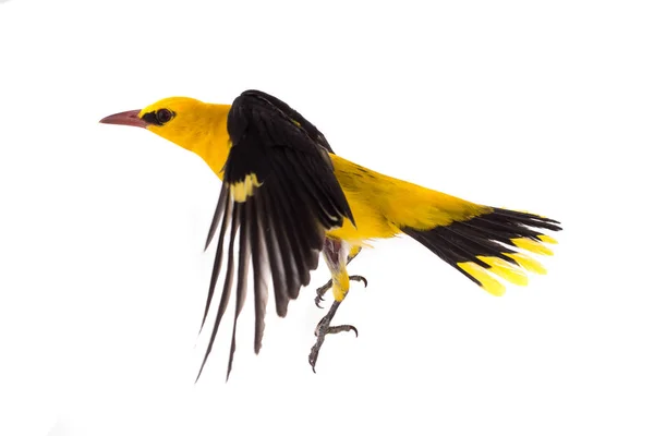 Eurasian Golden Oriole Oriolus Oriolus Flight Isolated White Background — Stock Photo, Image