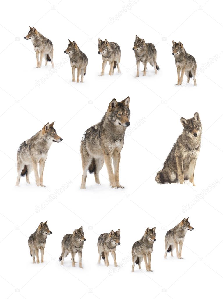 pack of wolves  (canis lupus) isolated on snow on a white background