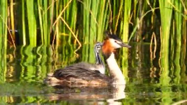 büyük ördek ve ördek yavrusu göl kenarında. Ses
