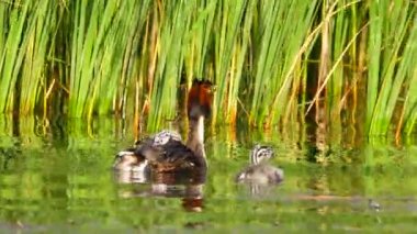 büyük ördek ve ördek yavrusu göl kenarında. Ses