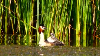 büyük ördek ve ördek yavrusu göl kenarında. Ses