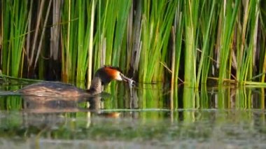 büyük ördek ve ördek yavrusu göl kenarında. Ses