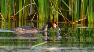 küçük ördek besleme balık ile. Ses