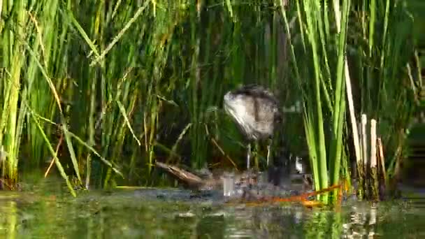 Eurásia Coot Lago — Vídeo de Stock