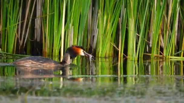 Gran Pato Patito Lago Sonido — Vídeo de stock