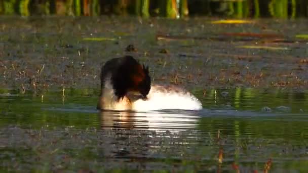 湖の素晴らしいカモ — ストック動画