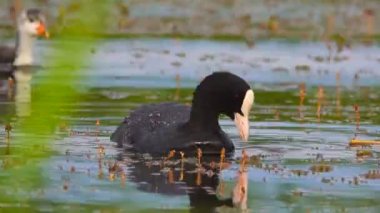 Avrasya tavuk ve ördek yavrusu göl kenarında. Ses