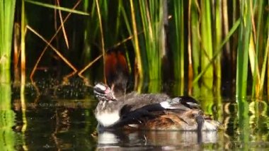 büyük ördek ve ördek yavrusu göl kenarında. Ses