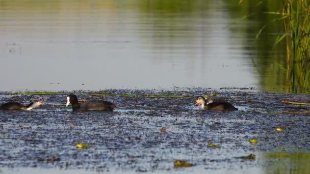 Eurasiática Coot Patito Lago Sonido — Vídeos de Stock