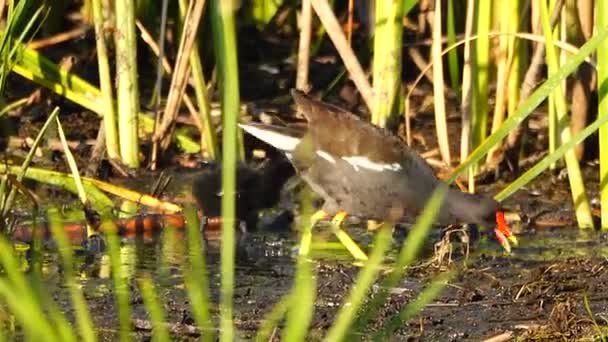 Gallinula Chloropus Pato Con Patitos Orilla Del Lago Sonido — Vídeo de stock