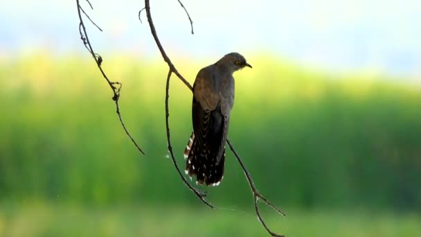 Cuckoo Comum Cuculus Canorus Som — Vídeo de Stock