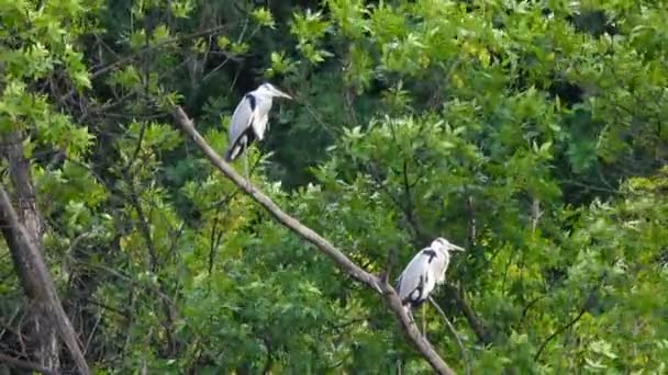 Dos Garzas Grises Sentadas Árbol Sonido — Vídeos de Stock