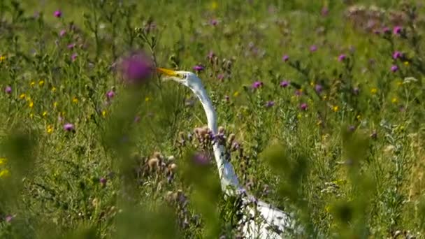 伟大的白鹭走在田野里的花朵之中 — 图库视频影像