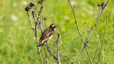 Whinchat kuru bir çiçek üzerinde oturur ve şarkı söylüyor. Ses