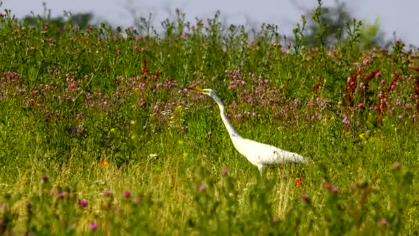 Silberreiher Unter Den Blumen Auf Dem Feld Klang — Stockvideo