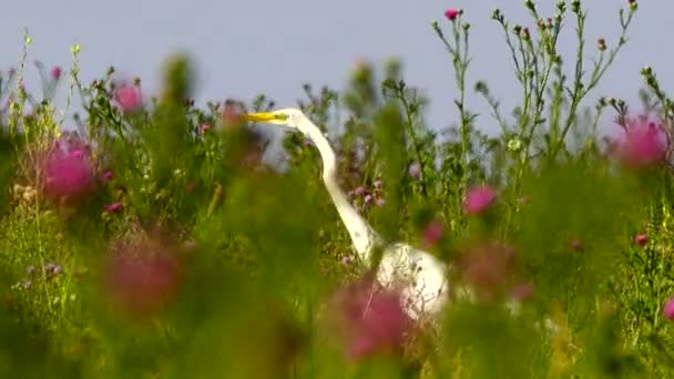 Silberreiher Unter Den Blumen Auf Dem Feld Klang — Stockvideo