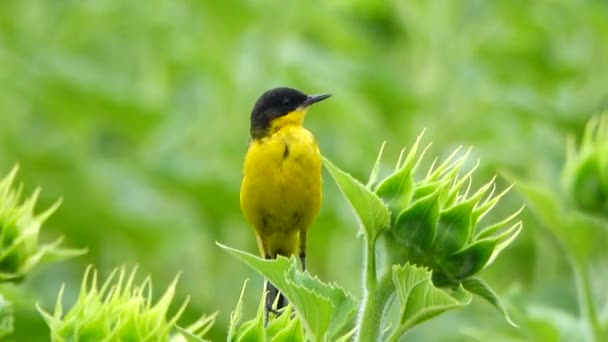 Schwarzäugige Bachstelze Sitzt Auf Einer Sonnenblume Und Singt Bevor Der — Stockvideo