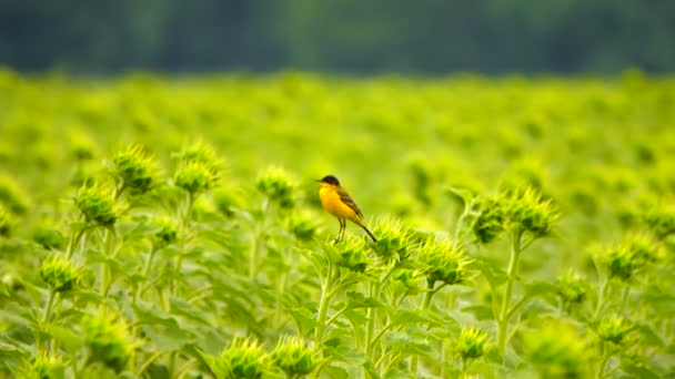 Black Eyed Kwikstaart Zit Een Zonnebloem Zingt Voordat Regen Begint — Stockvideo