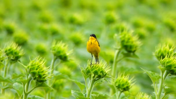 Wagtail Ojos Negros Sienta Girasol Canta Antes Que Comience Lluvia — Vídeo de stock