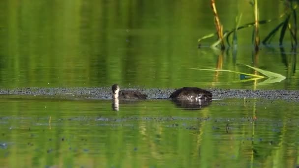 Avrasya Tavuk Ördek Yavrusu Göl Kenarında Ses — Stok video