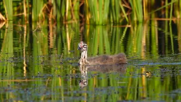 Great Duckling Lake Sound — Stock Video