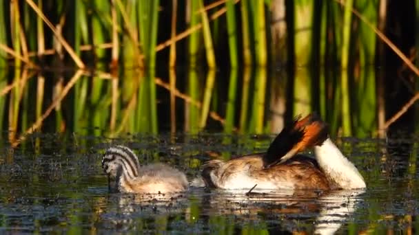 Ente Und Entlein Auf Dem See Klang — Stockvideo