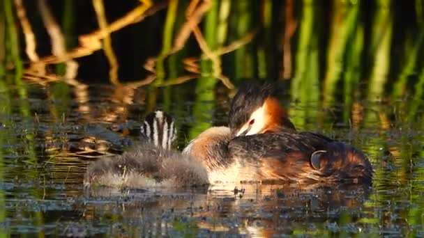 Gran Pato Patito Lago Sonido — Vídeos de Stock