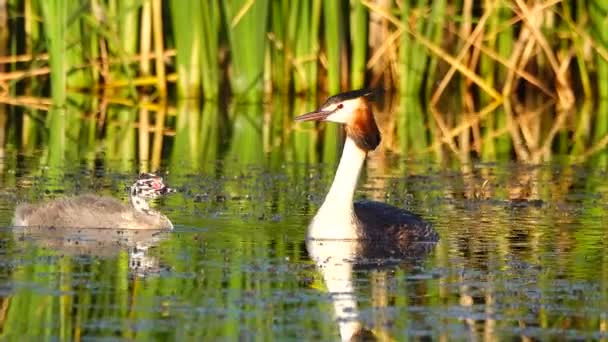 Grande Anatra Anatroccolo Sul Lago Suono — Video Stock