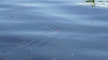 Balık tutma. Havuz balığı oltanın ucundaki yakaladı. Ses