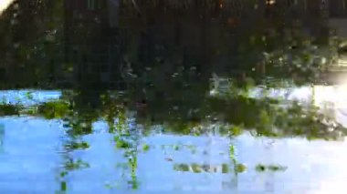 Balık tutma. havuz balığı Oltanın ucundaki yakalandı