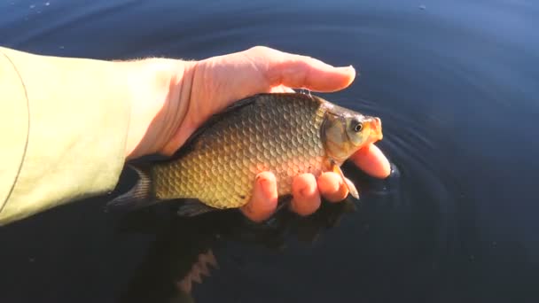 Slow Motion Het Vrijgeven Van Crucian Het Water — Stockvideo