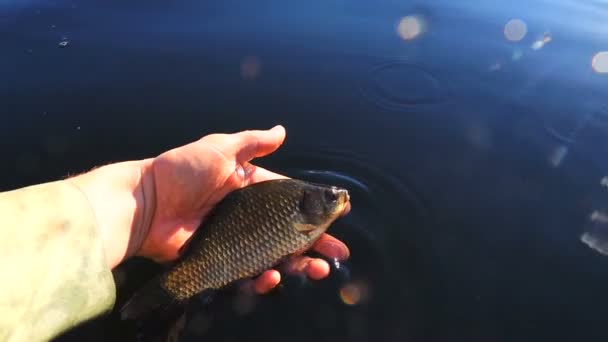 Slow Motion Het Vrijgeven Van Crucian Het Water — Stockvideo