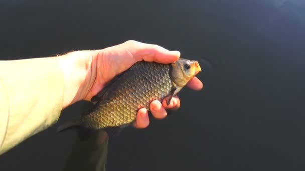 Releasing the crucian in the water. sound — Stock Footage Releasing Crucian Water Sound Video Clip