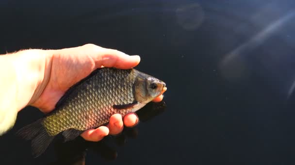 Releasing Crucian Water Sound — Stock Video