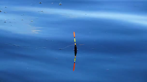 Fishing. Caught crucian carp on a hook — Stock Footage Fishing Caught Crucian Carp Hook Royalty Free Stock Footage
