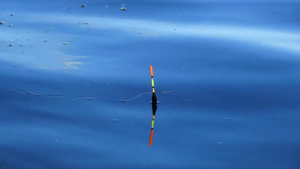 Pesca Carpa Cruciana Atrapada Gancho — Vídeo de stock