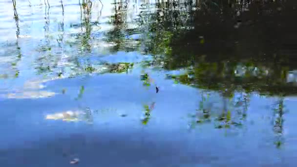 Fischerei Karausche Haken Gefangen — Stockvideo