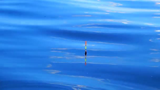 Fischerei Karausche Haken Gefangen — Stockvideo