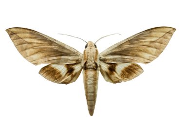 Beyaz arka plan üzerinde izole Eumorphe kelebek