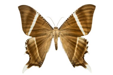  Beyaz arka plan üzerinde izole Nyctalemon kelebek