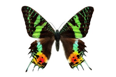  kelebek beyaz arka plan üzerinde izole günbatımı güve Urania ripheus Madagaskar