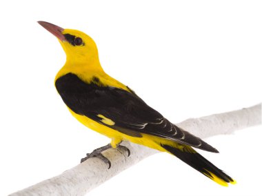 Meraklı Avrasya beyaz bir arka plan üzerinde izole sarıasma (Oriolus oriolus)
