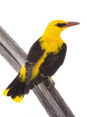 Meraklı Avrasya beyaz bir arka plan üzerinde izole sarıasma (Oriolus oriolus)