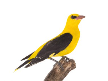 Meraklı Avrasya beyaz bir arka plan üzerinde izole sarıasma (Oriolus oriolus)