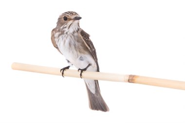 Benekli sinekkapan (Muscicapa striata) beyaz bir arka plan üzerinde izole