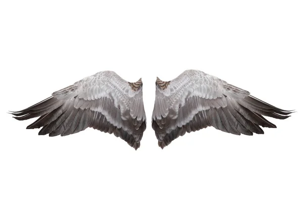 Gray Wings Isolated White Background — Stock Photo, Image